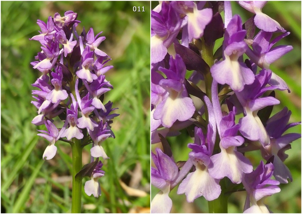 Dactylorhiza romana in una splendida variabilit - provincia di Caserta marzo 2019